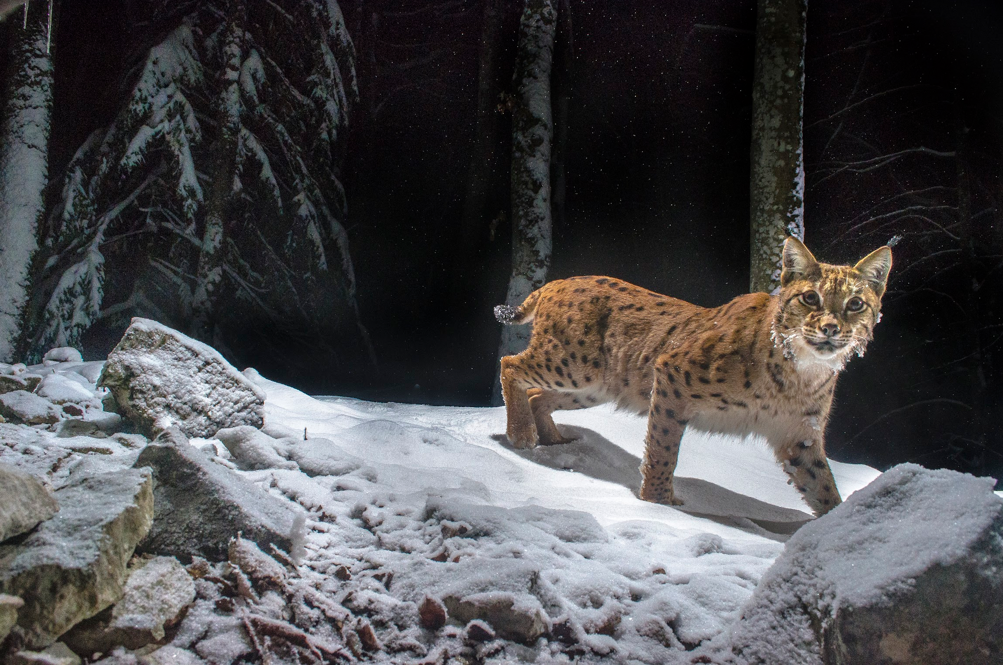 Lynx dans la neige